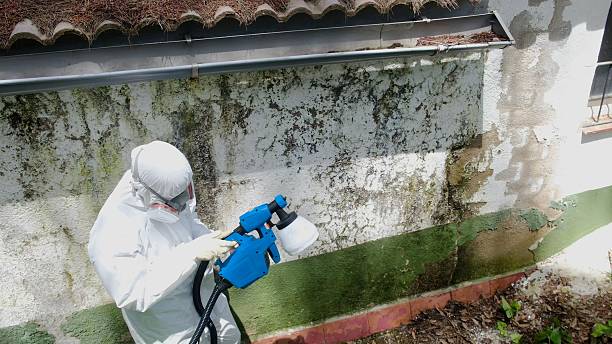 Top rated local Mold Remediation specialists in Linden, TN